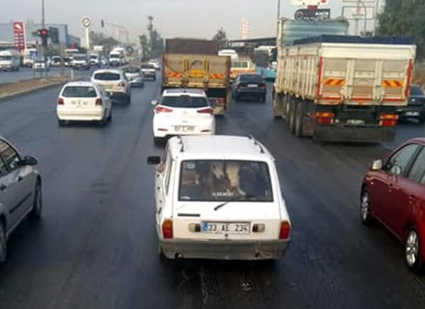 Otomobilinin arka koltuğuna 2 tosun sığdırdı