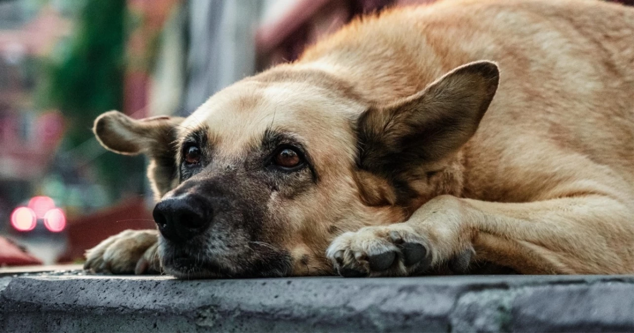 Altındağ’da ne oldu? Ankara-Altındağ’da köpeklerin vahşice öldürüldüğü ortaya çıktı!